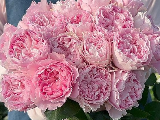 Rose 'Princess Lace' 公主蕾丝 (2 Gal+ Live Plant) cut rose Shrub Rose