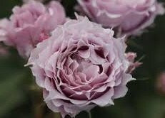 Rose  Magic Purple (中國China)幻紫  (1Gal+ Live Plant) Shrub Rose