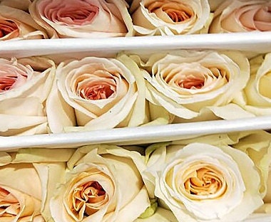 Rose 'Princess Maya' (玛雅公主/夜雨) (1 Gal+ Live Plant) Shrub Rose