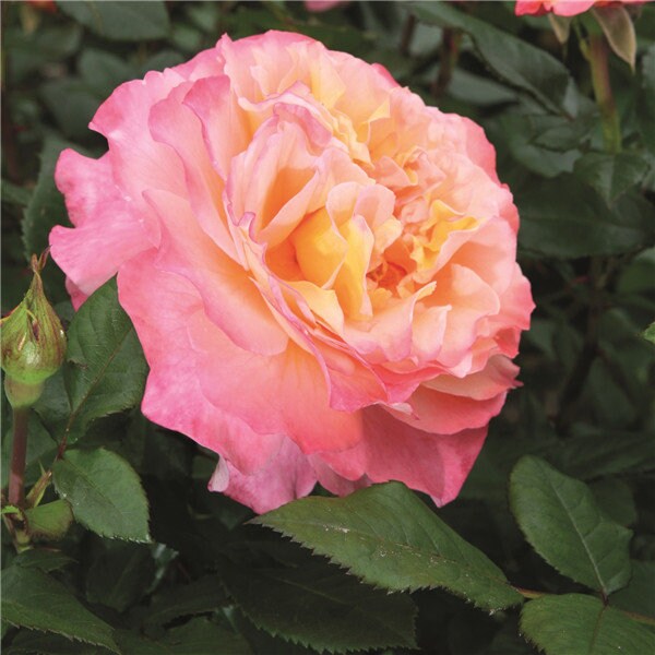 Rose  Gorgeous  华丽丽 (1 Gal+ Live Plant) Shrub Rose