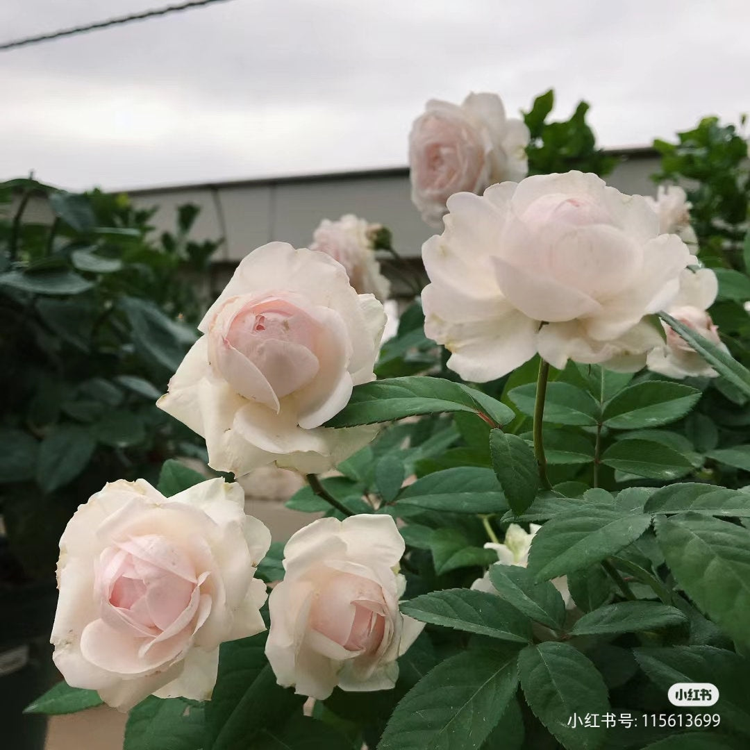 Rose Plant ‘Clotilde Soupert’  粉妆楼, 玉玲珑(1 Gal+ Live Plant) Shrub Rose