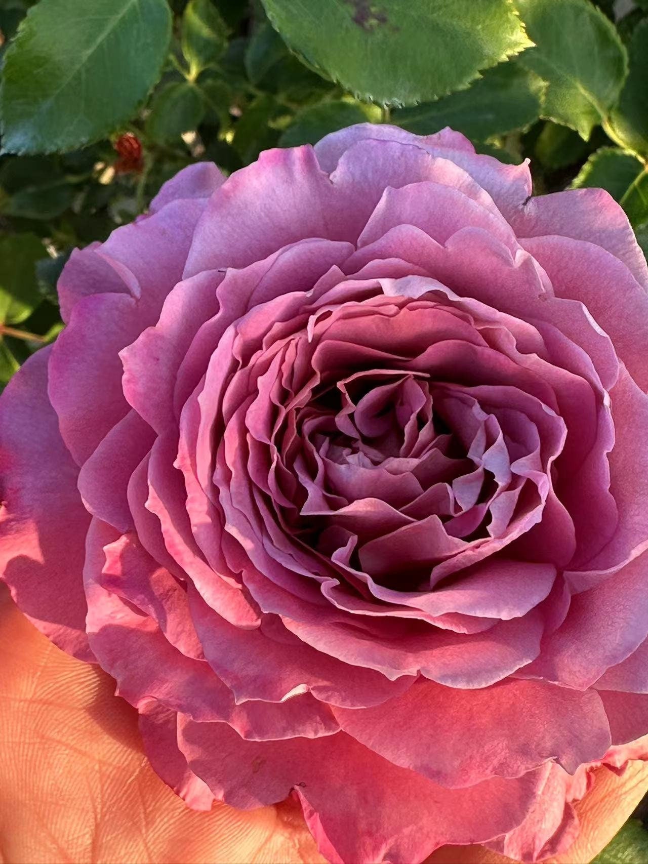Rose ' Mahogany Veil (赤红面沙) (1 Gal+ Live Plant) Shrub Rose