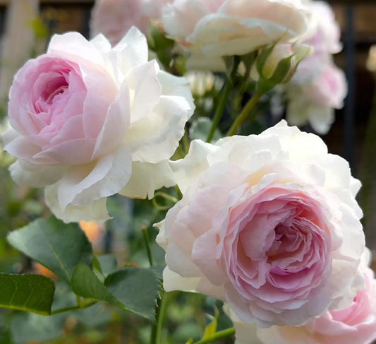 Rose 'Vesalius' (维萨里) (1 Gal+ Live Plant) Shrub Rose