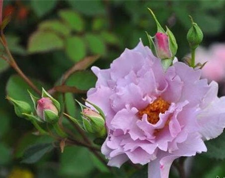 rose (COUTURE ROSE TILIA)  玫瑰時裝(1Gal+ Live Plant) Shrub Rose