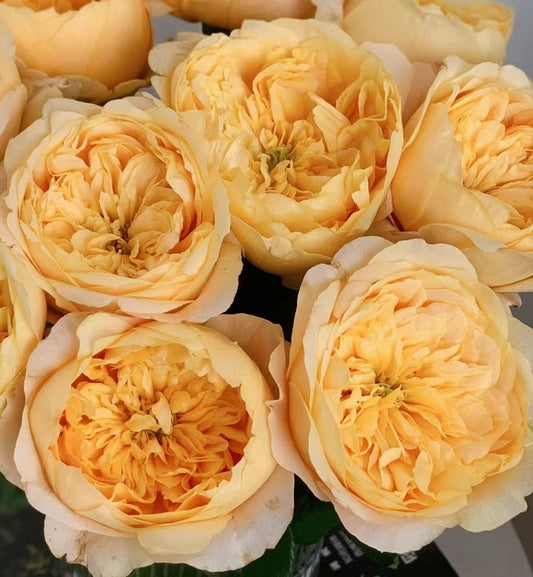 Rose 'Bergamotte' (香柠檬) (1 Gal+ Live Plant) Shrub Rose