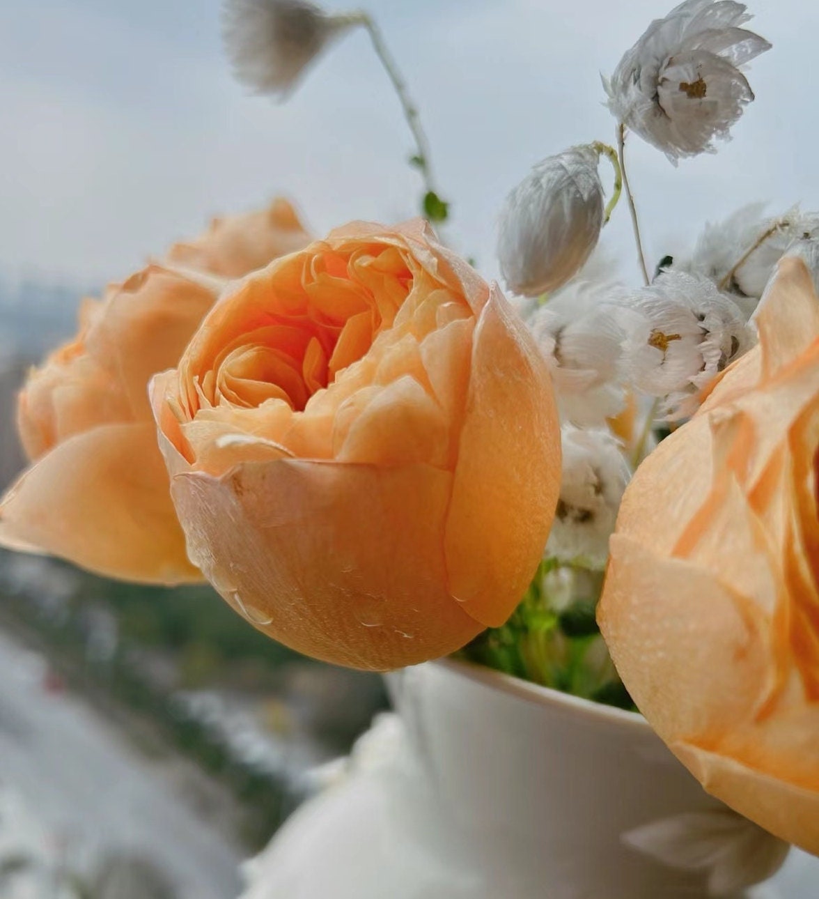 Rose 'Bergamotte' (香柠檬) (1 Gal+ Live Plant) Shrub Rose