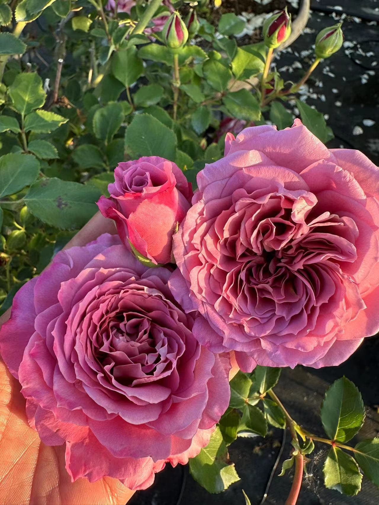 Rose ' Mahogany Veil (赤红面沙) (1 Gal+ Live Plant) Shrub Rose