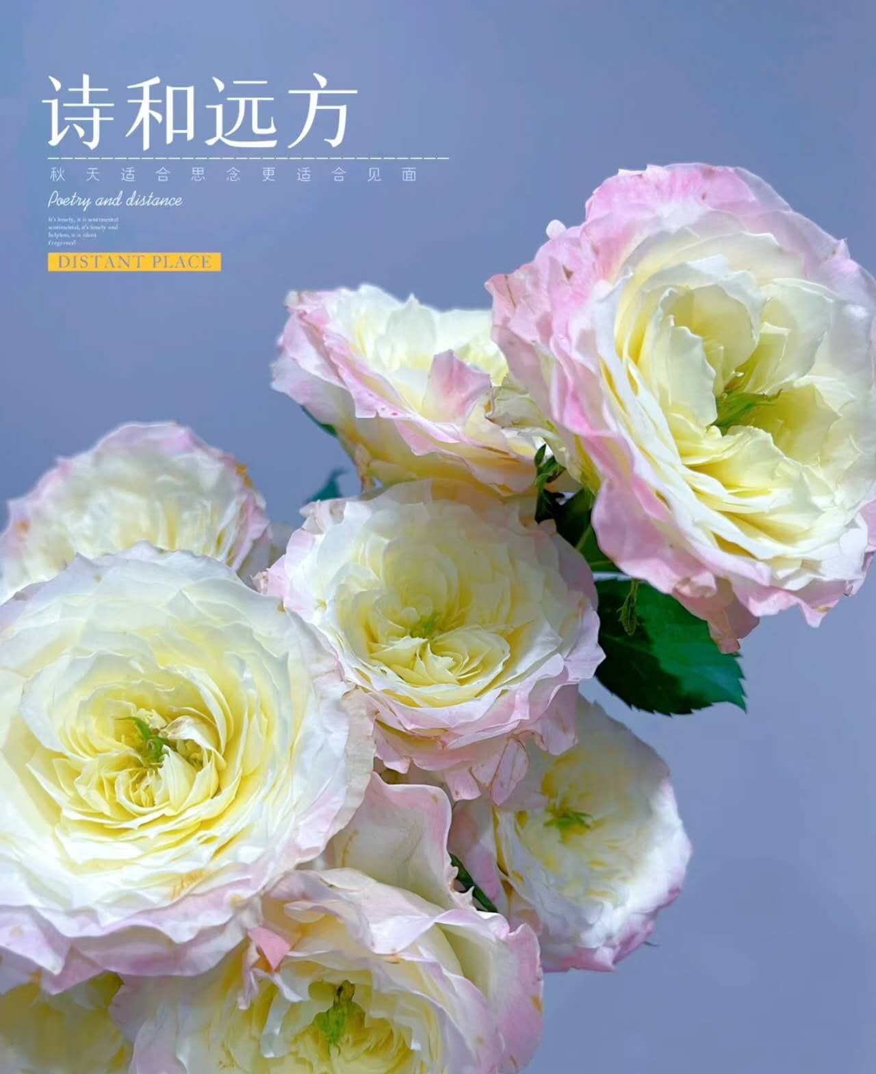 chinese Rose (First Blus)  初妆  (1 Gal+ Live Plant)