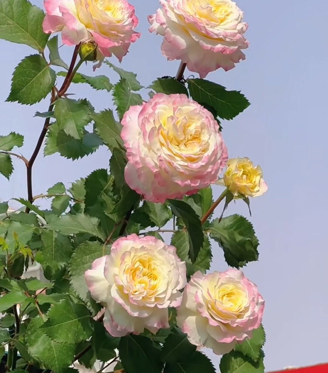 chinese Rose (First Blus)  初妆  (1 Gal+ Live Plant)