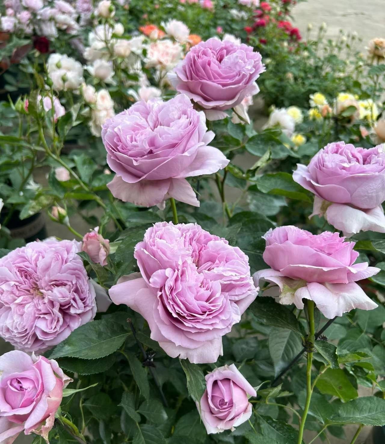 Japanese Rose 'Repartil' (重启) (1 Gal+ Live Plant) Shrub Rose