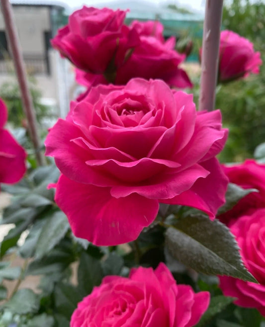 Rose 'Velasquez' (委拉斯凯兹) (1 Gal+ Live Plant) Shrub Rose