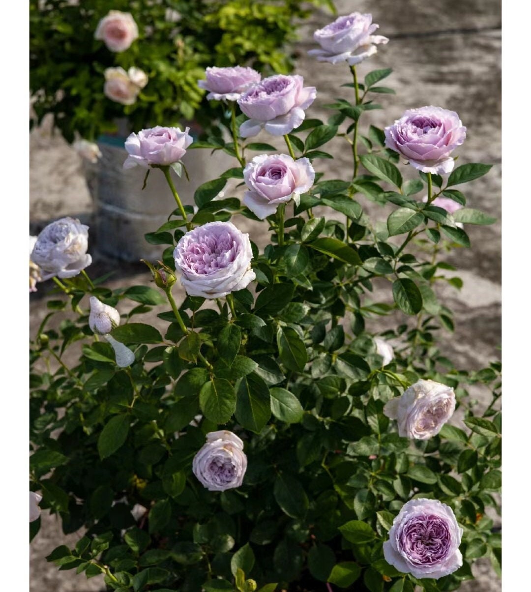 Japanese Rose 'Repartil' (重启) (1 Gal+ Live Plant) Shrub Rose