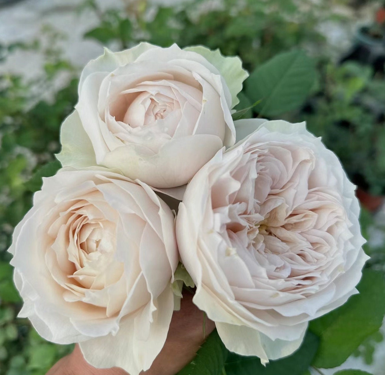 Rose 'Shades of Beige' (米色阴影) (1 Gal+ Live Plant) Shrub Rose