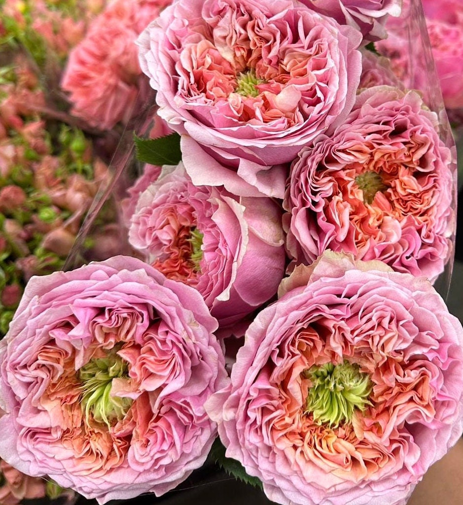 Everything – Page 4 – Planting Rose