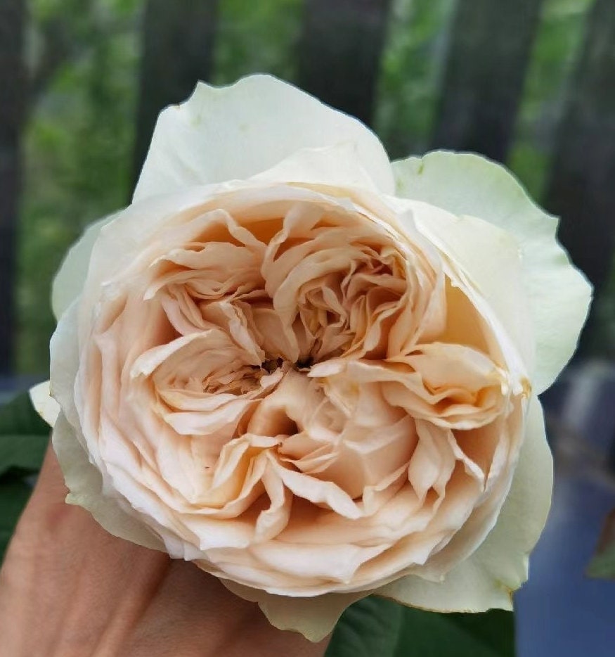 Rose 'Shades of Beige' (米色阴影) (1 Gal+ Live Plant) Shrub Rose