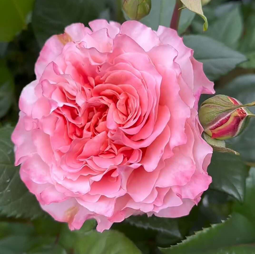 Rose 'Augusta Luis' (奥古斯塔. 路易斯) (2Gal+ Live Plant)  Large flowers, strong fragrance, disease resistance, cut flowers Shrub Rose