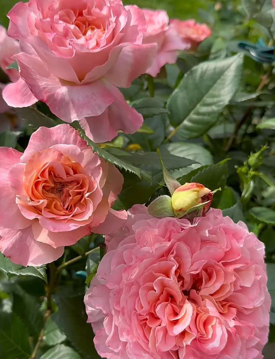 Rose 'Augusta Luis' (奥古斯塔. 路易斯) (2Gal+ Live Plant)  Large flowers, strong fragrance, disease resistance, cut flowers Shrub Rose