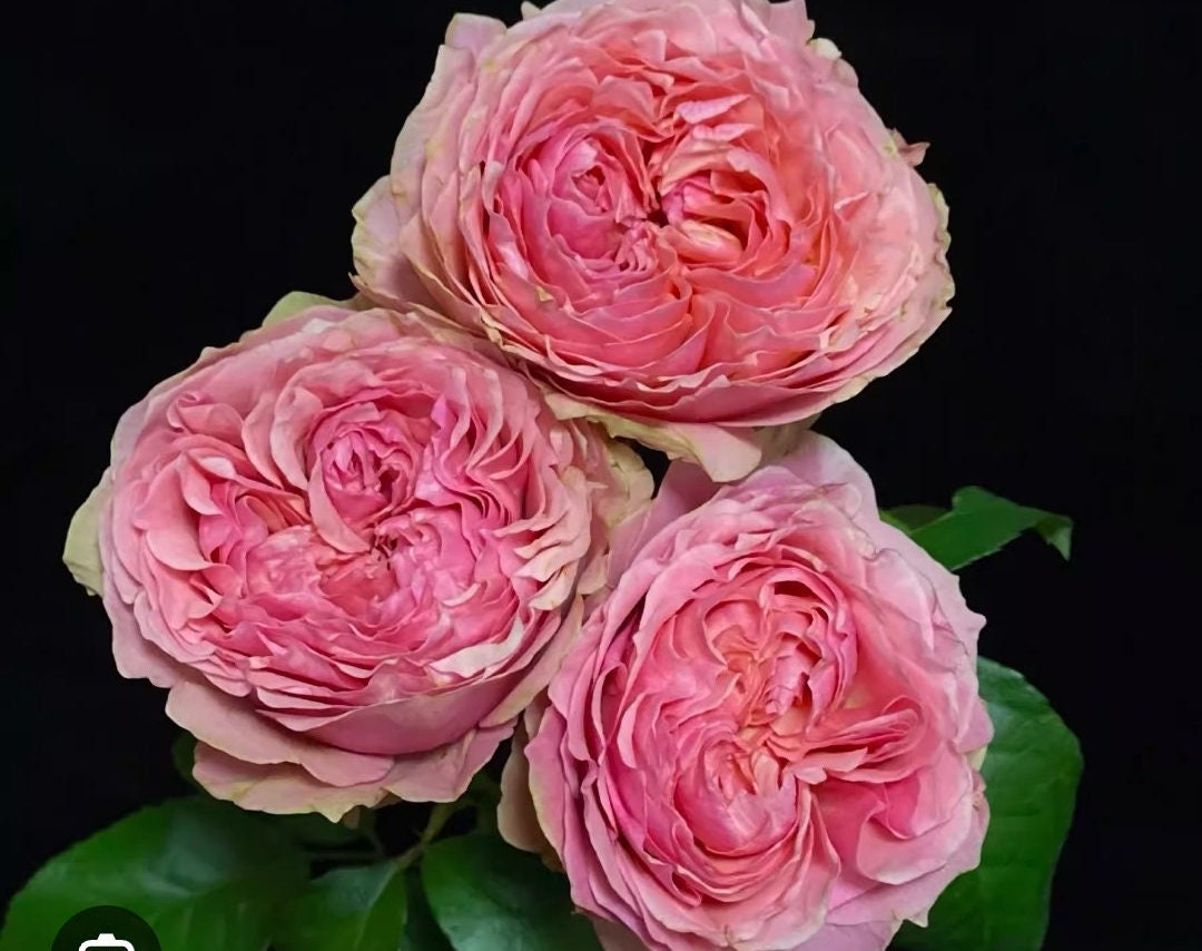 rose 'Victoria kisses' (维多利亚吻) (1Gal+ Live Plant) Shrub Rose cut rose