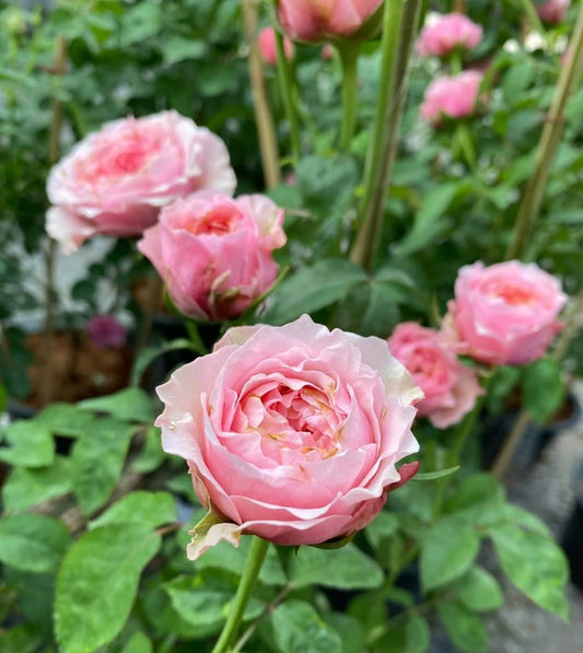 rose 'Victoria kisses' (维多利亚吻) (1Gal+ Live Plant) Shrub Rose cut rose