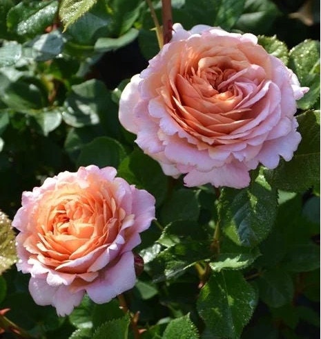 Japanese Rose 'partner' (伴侣) (1Gal+ Live Plant) Shrub Rose