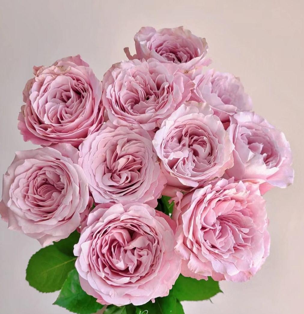 Rose   (sweet 4 love) (甜蜜四爱) (2 Gal Live Plant) Shrub Rose big rose cut rose