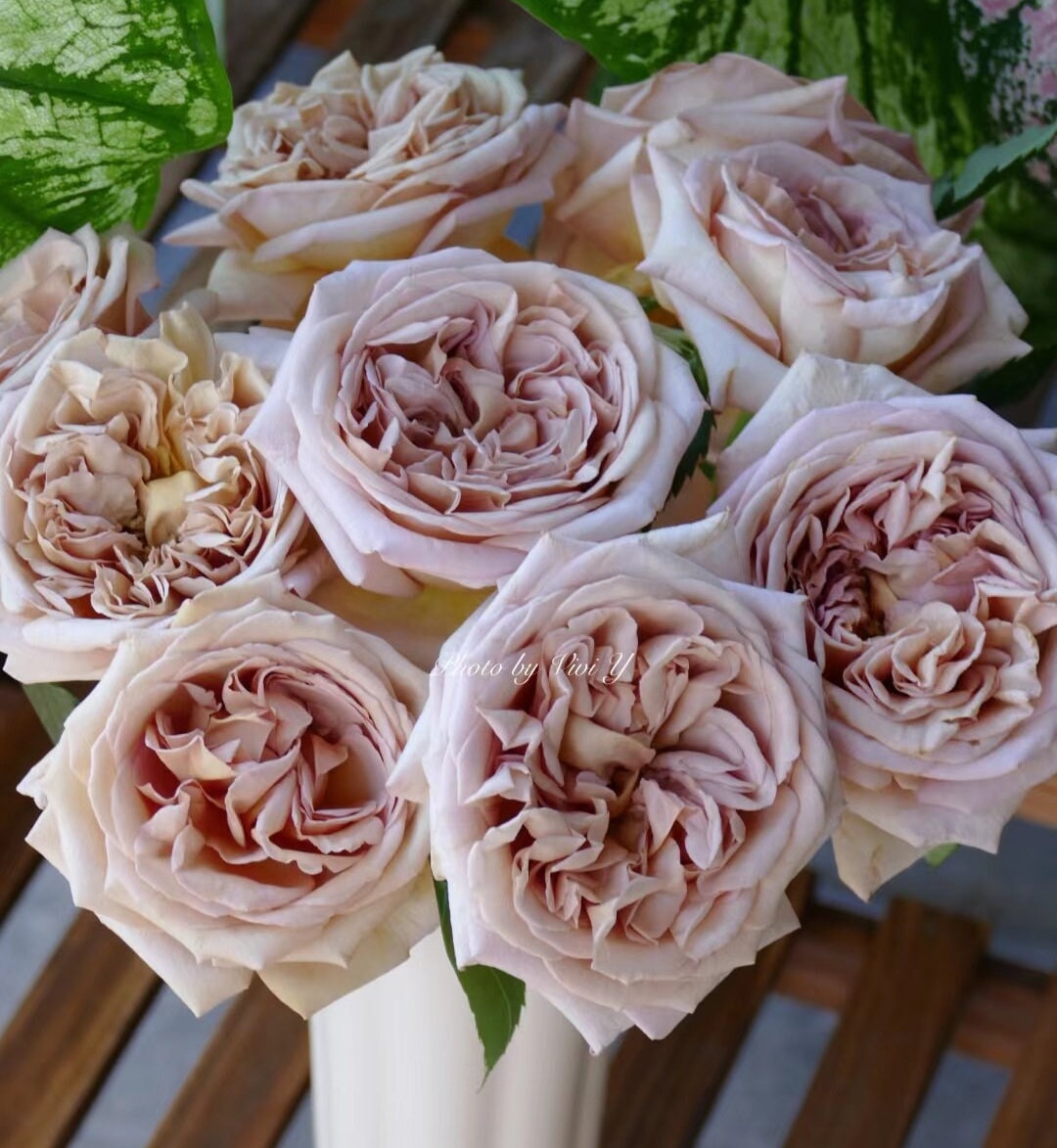 Rose 'Rallye des Gazelles' (瞪羚拉力赛) fragrance, disease resistance, cut flowers (1Gal+ Live Plant) Shrub Rose .