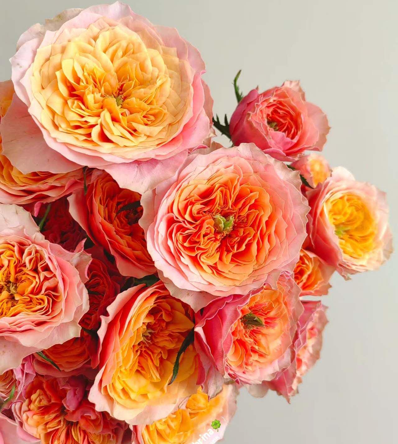 Rose 'Kensington Garden' (肯辛顿公园) (1 Gal+ Live Plant) Shrub Rose