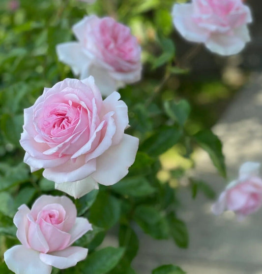 Rose 'Pretty Karen' (楚楚动人) (1 Gal+ Live Plant) Shrub Rose