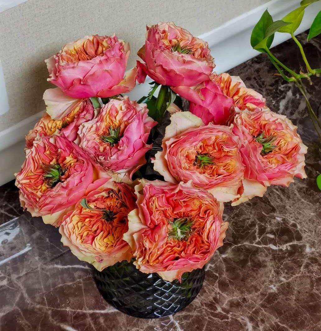 Rose 'Kensington Garden' (肯辛顿公园) (1 Gal+ Live Plant) Shrub Rose