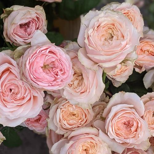 Rose ' Alina Perfumella Spray' (安丽娜香水) large flower and stong fragrance  Shrub Rose cut rose