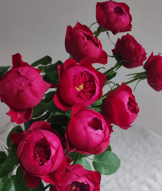 Peony Red Florist Shrub Rose  large-flowered fragrant shrub , disease resistance, cut flowers