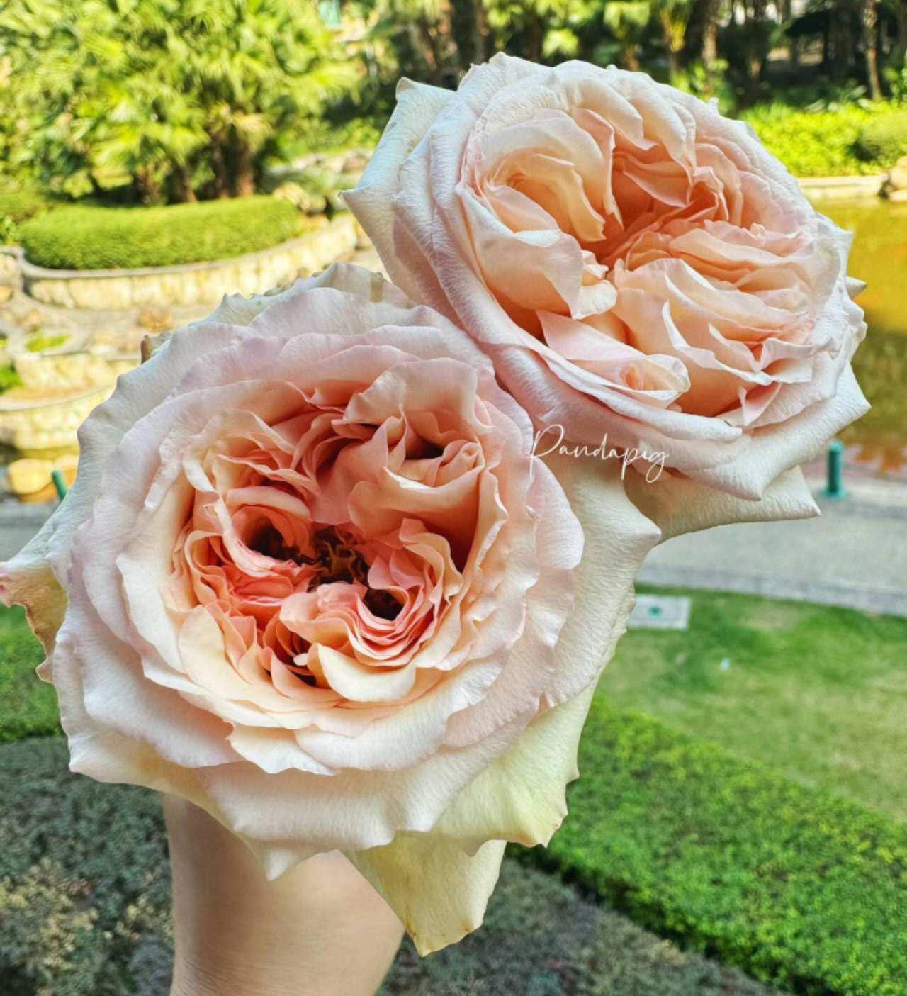 Rose 'caramel pudding' (焦糖布丁) fragrance, disease resistance cut rose (2Gal+ Live Plant)