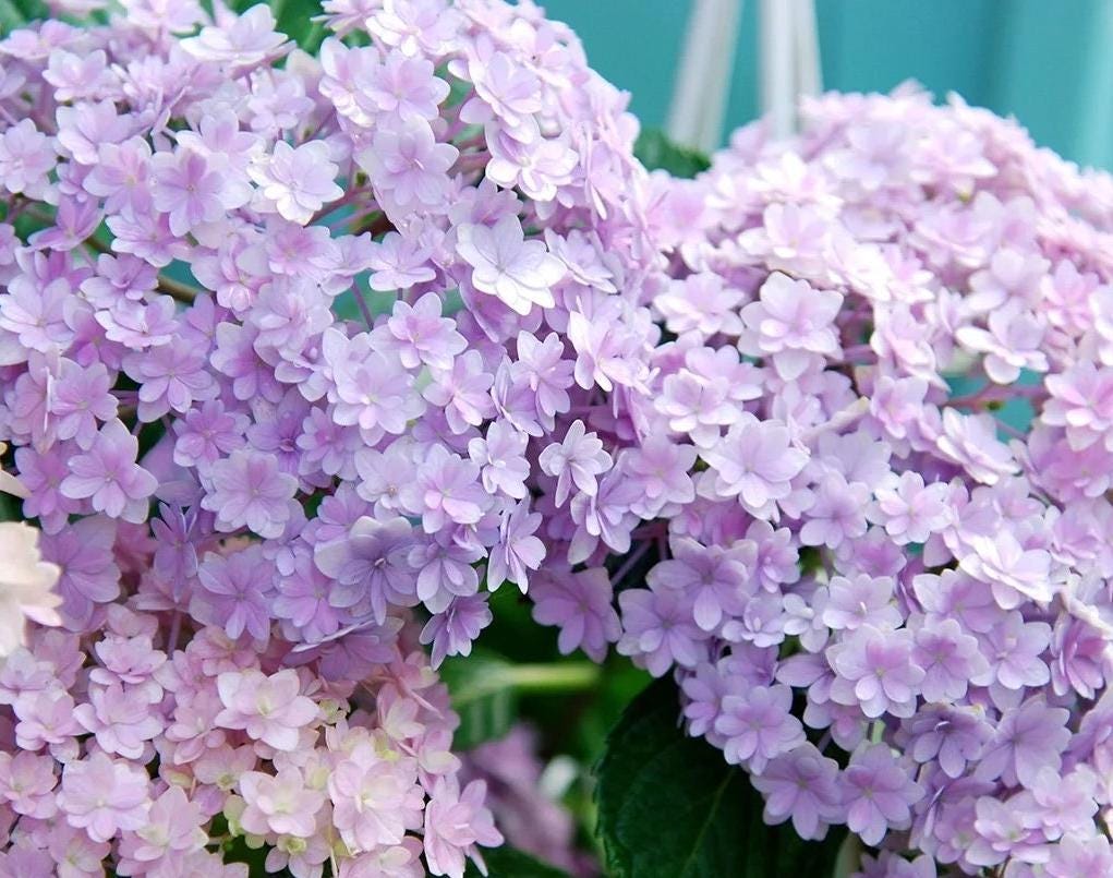 Japanese Double Hydrangea 'Hana Temari' (花手鞠) 1 Gal