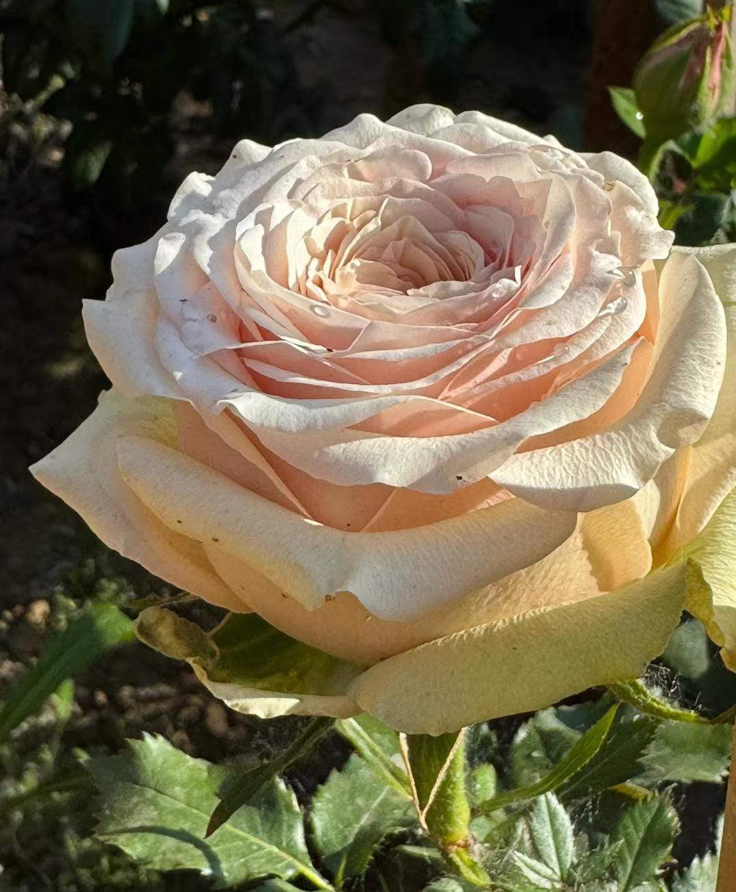 Rose 'caramel pudding' (焦糖布丁) fragrance, disease resistance cut rose (2Gal+ Live Plant)