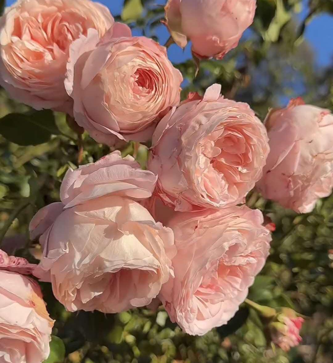 Rose 'Pink Mela Bride' (梅拉新娘) (1Gal Live Plant) Shrub Rose