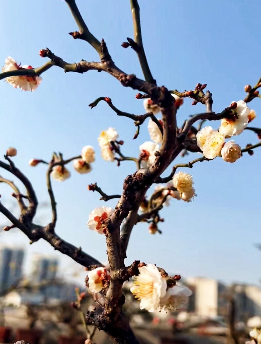 Flowering bonsai Plum Tree " yudie Longyou Mie" （玉碟龙游梅） bare root. Ship in March-April 2025