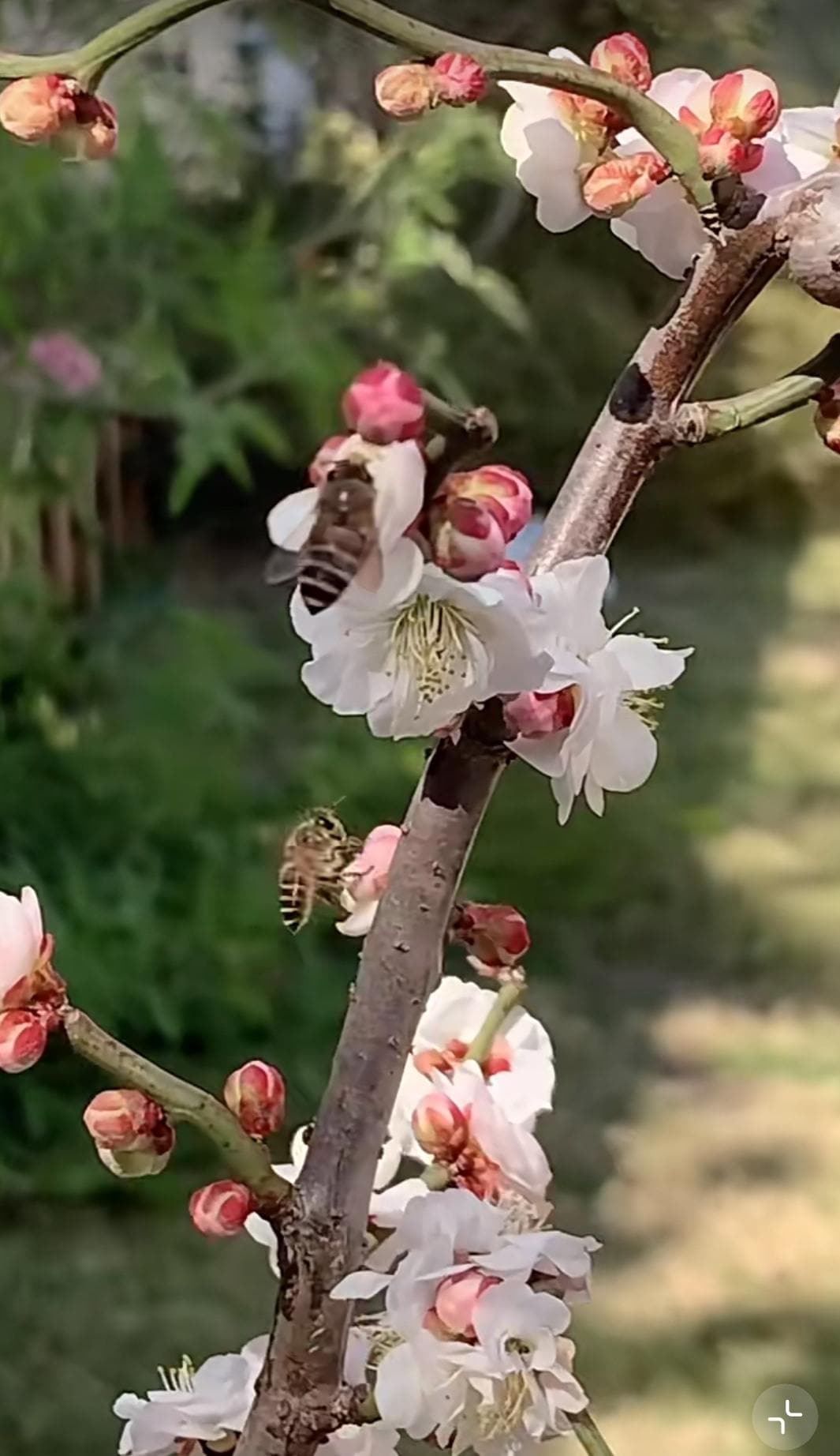 Flowering bonsai Plum Tree " yudie Longyou Mie" （玉碟龙游梅） bare root. Ship in March-April 2025