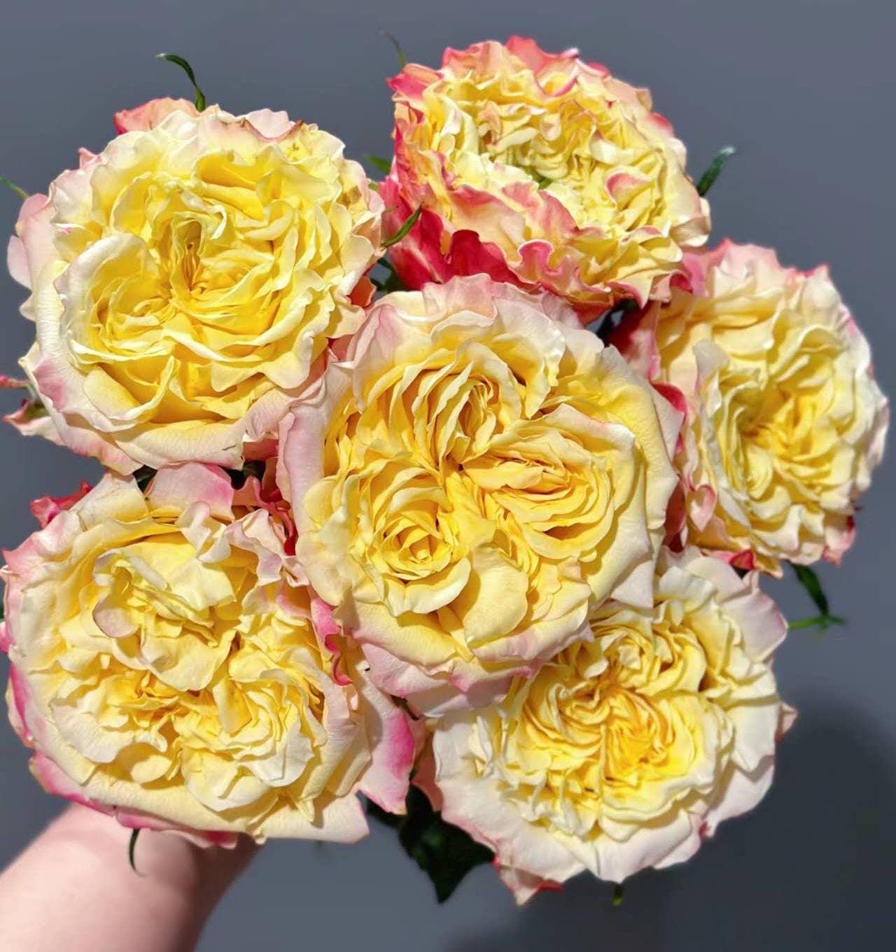 Rose 'fields of gold' (黄金麦浪)   disease resistance, cut flowers(2Gal+ Live Plant) Ecuador Florist Shrub Rose