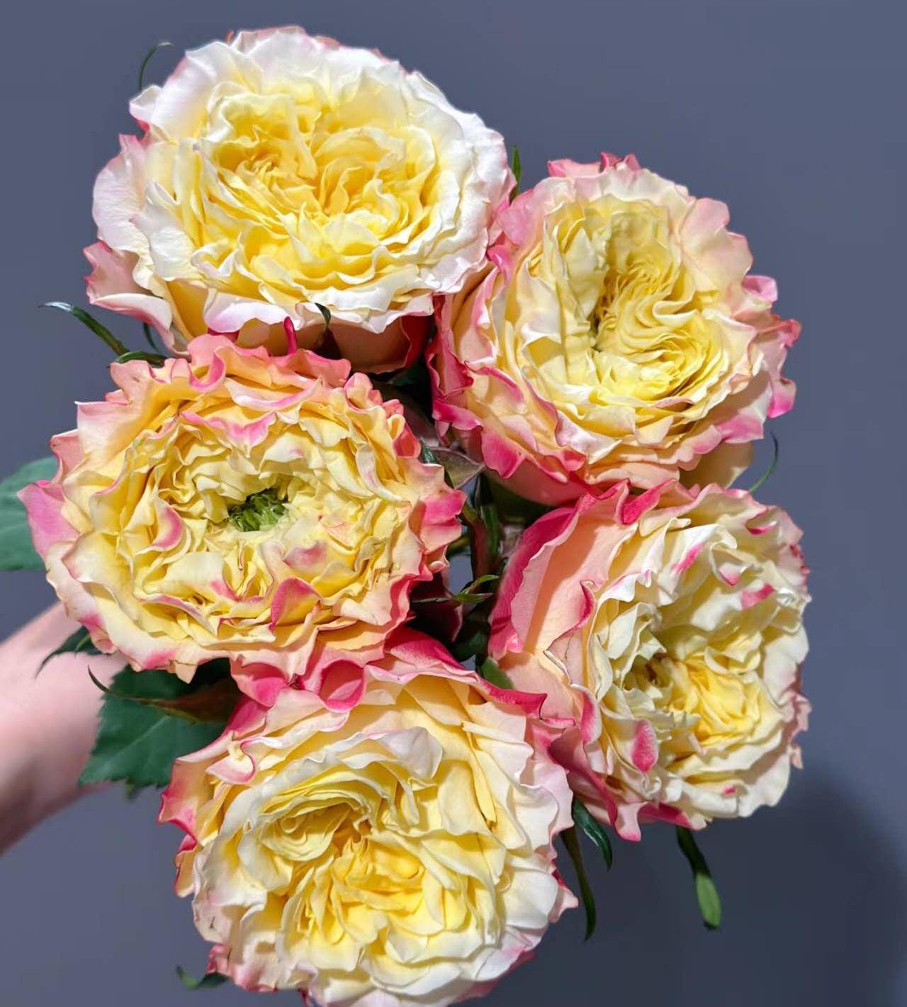 Rose 'fields of gold' (黄金麦浪)   disease resistance, cut flowers(2Gal+ Live Plant) Ecuador Florist Shrub Rose