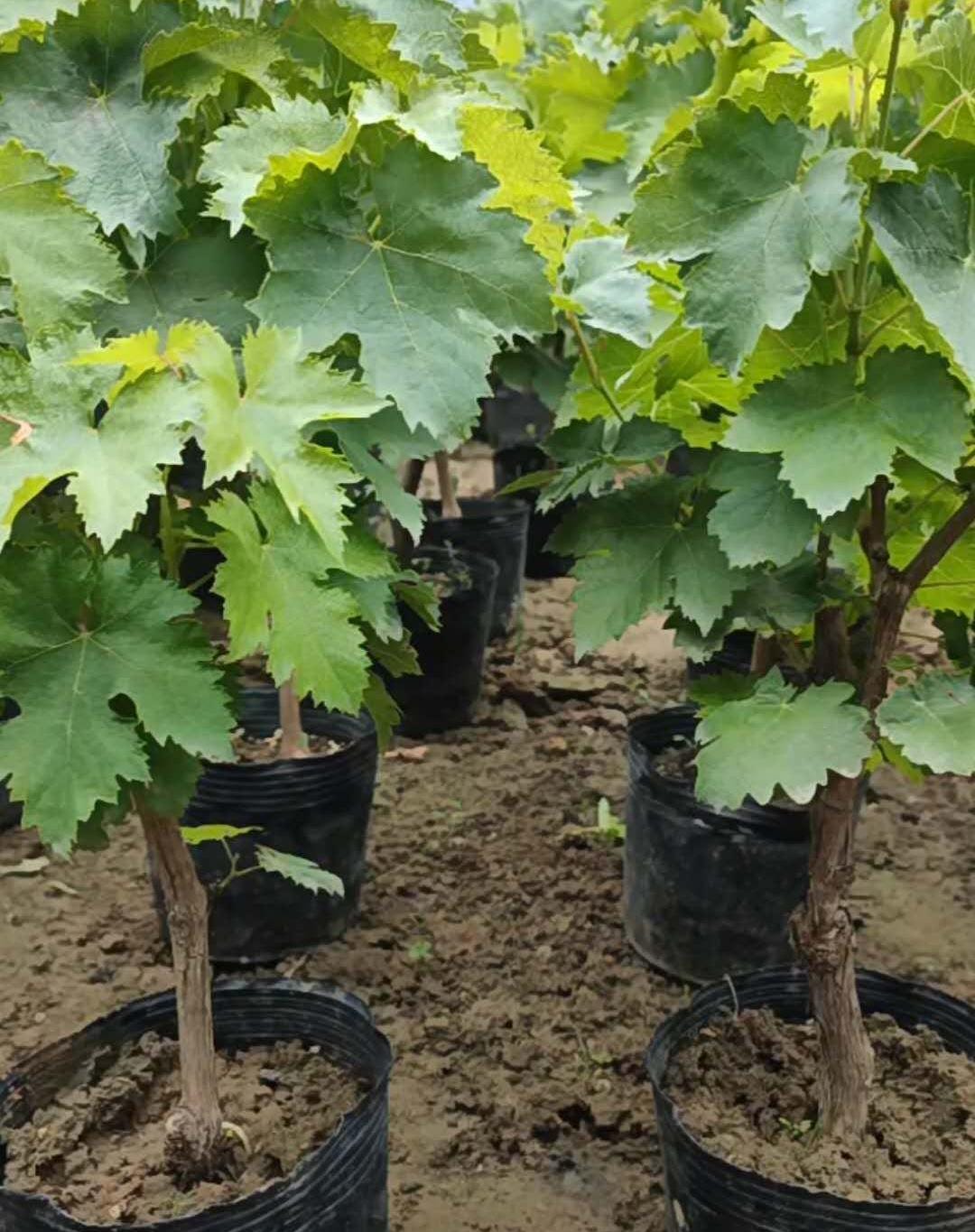 Japanese Grape plant （Shine Muscat Premium ） 晴王麝香葡萄，シャインマスカット, 阳光玫瑰葡萄苗 ，香印青提  2ft tall 5 year old live plant