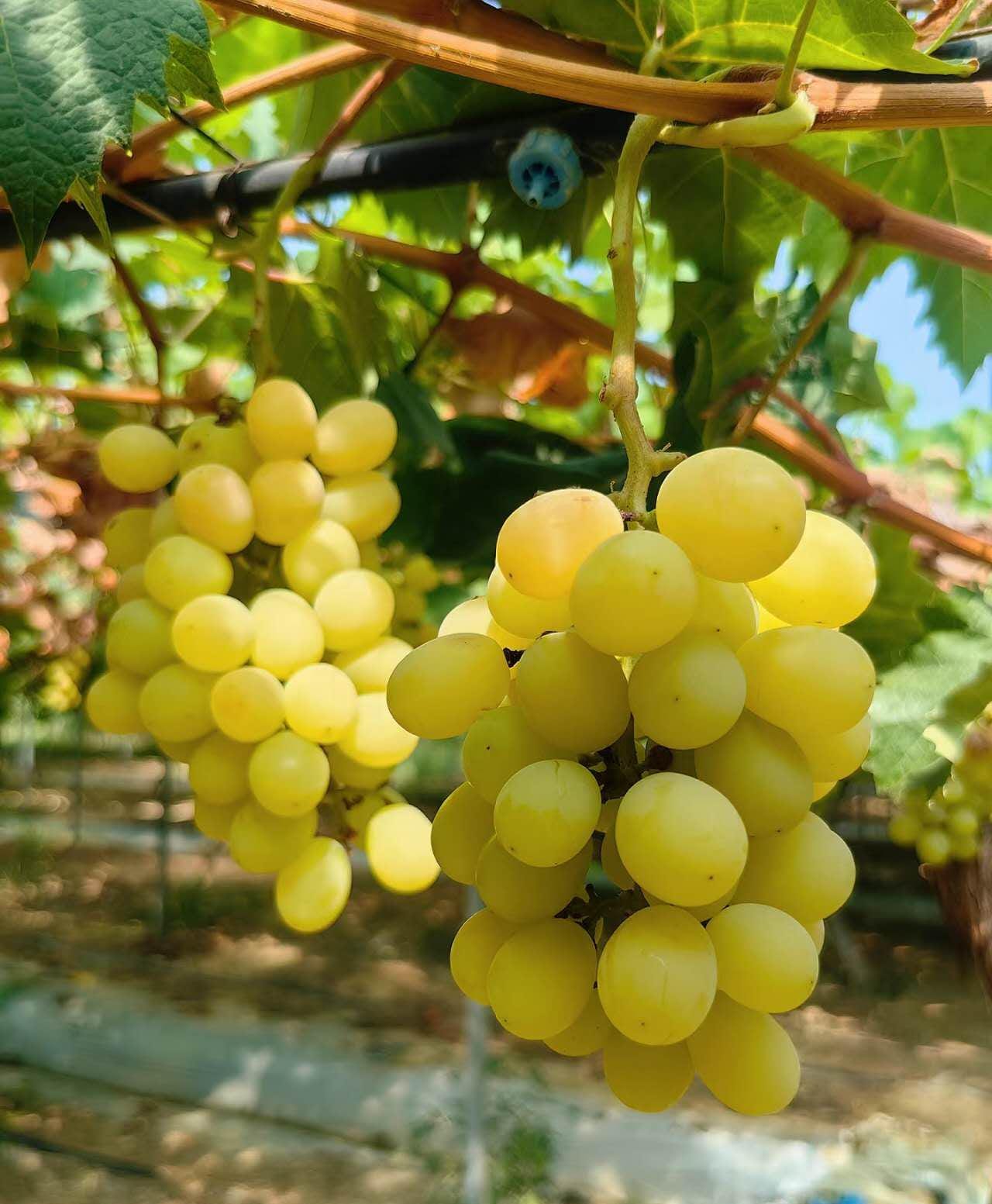 Japanese Grape plant （Shine Muscat Premium ） 晴王麝香葡萄，シャインマスカット, 阳光玫瑰葡萄苗 ，香印青提  2ft tall 5 year old live plant