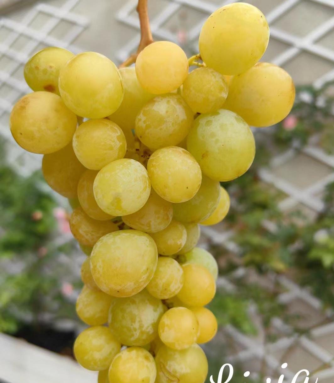 Japanese Grape plant （Shine Muscat Premium ） 晴王麝香葡萄，シャインマスカット, 阳光玫瑰葡萄苗 ，香印青提  2ft tall 5 year old live plant