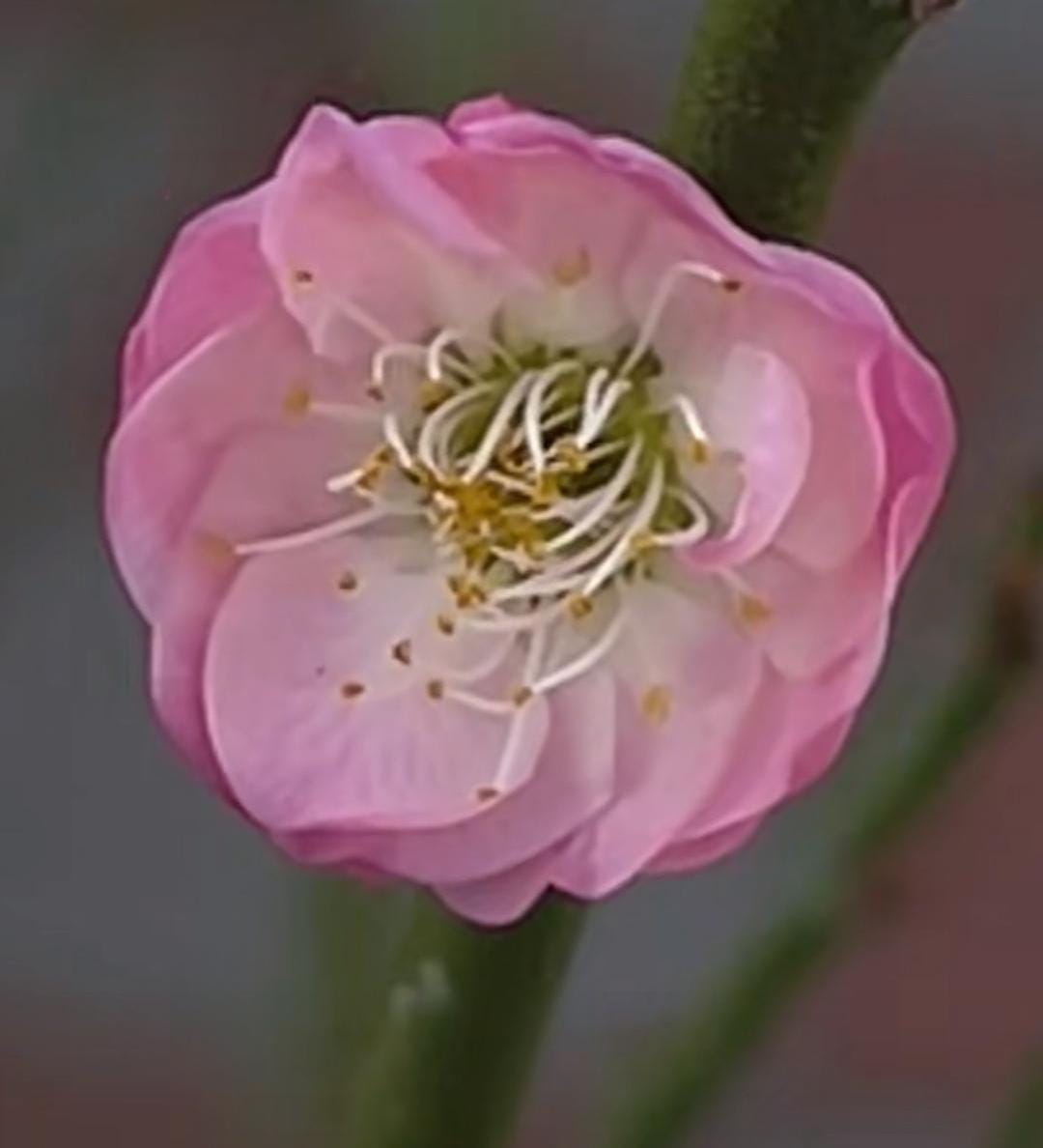 Flowering bonsai Plum Tree "Bie jiao wan shui " （别角晚水） bare root. Ship in March-April 2025