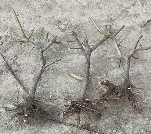 Flowering bonsai Plum Tree "Bie jiao wan shui " （别角晚水） bare root. Ship in March-April 2025