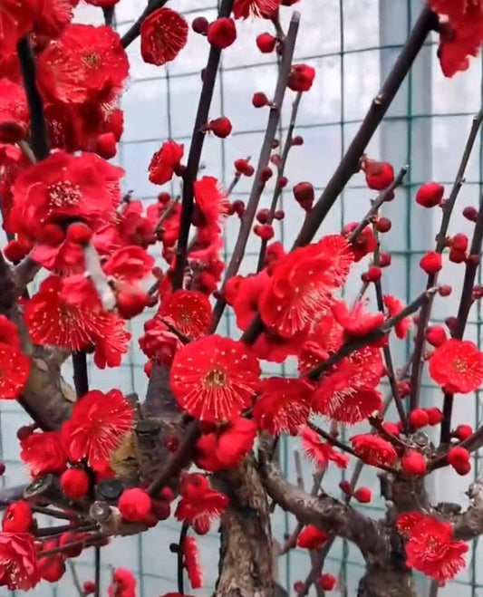 Flowering Plum Tree "HongXu Zhusha mei" /红须朱砂梅 Ship in March-April 2025 Bare Root