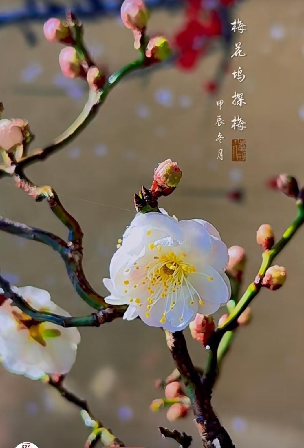 Flowering bonsai Plum Tree " yudie Longyou Mie" （玉碟龙游梅） bare root. Ship in March-April 2025