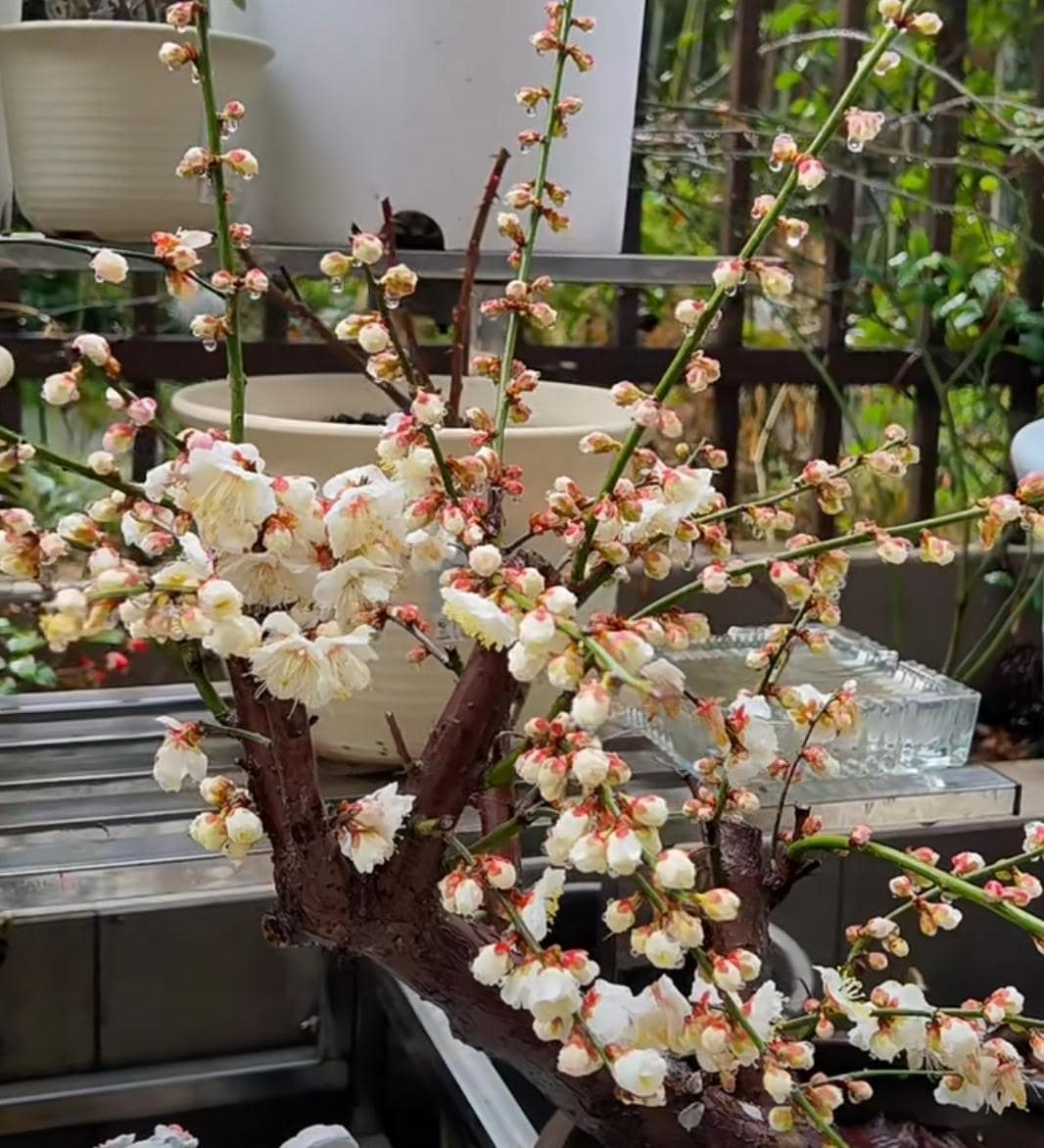 Flowering bonsai Plum Tree " yudie Longyou Mie" （玉碟龙游梅） bare root. Ship in March-April 2025