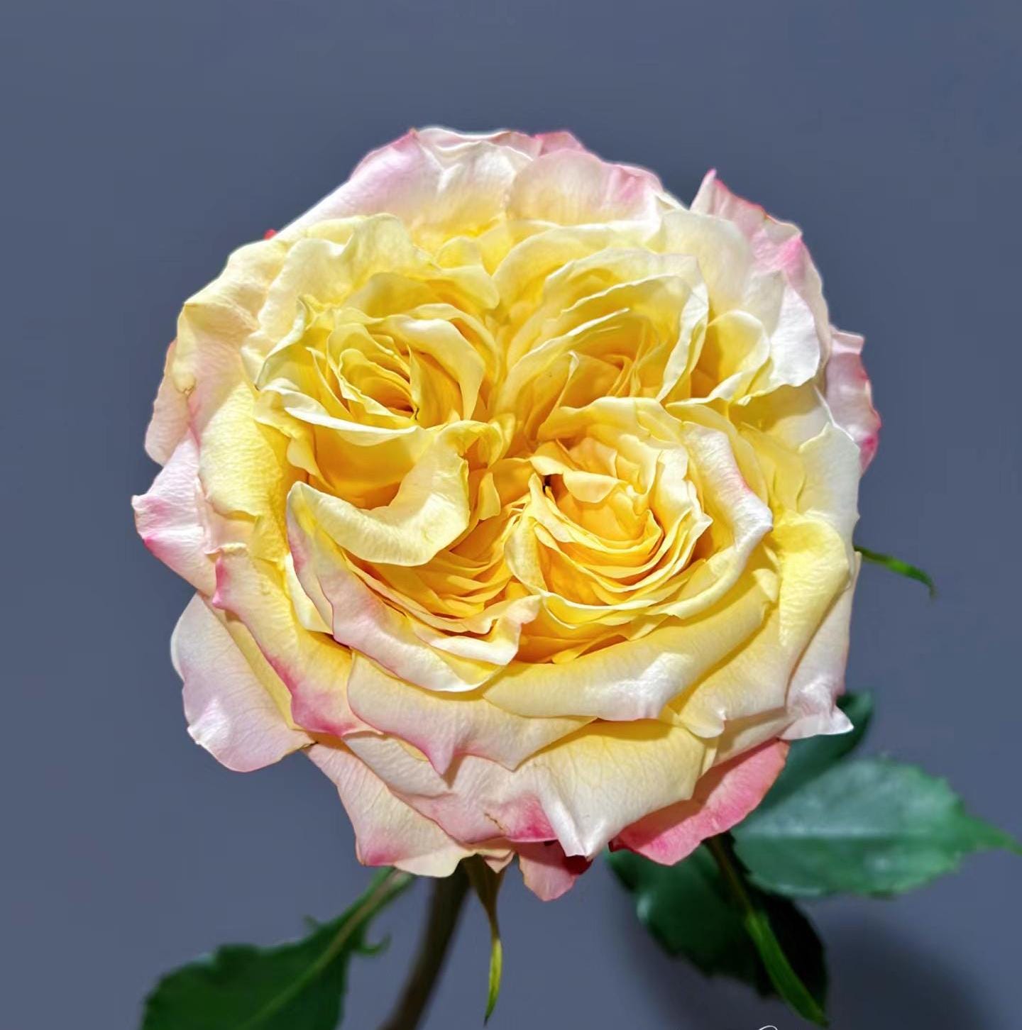 Rose 'fields of gold' (黄金麦浪)   disease resistance, cut flowers(2Gal+ Live Plant) Ecuador Florist Shrub Rose