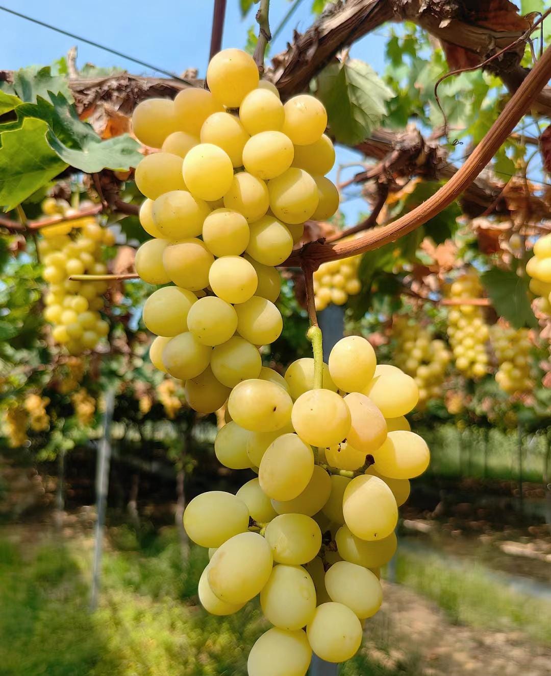 Japanese Grape plant （Shine Muscat Premium ） 晴王麝香葡萄，シャインマスカット, 阳光玫瑰葡萄苗 ，香印青提  2ft tall 5 year old live plant