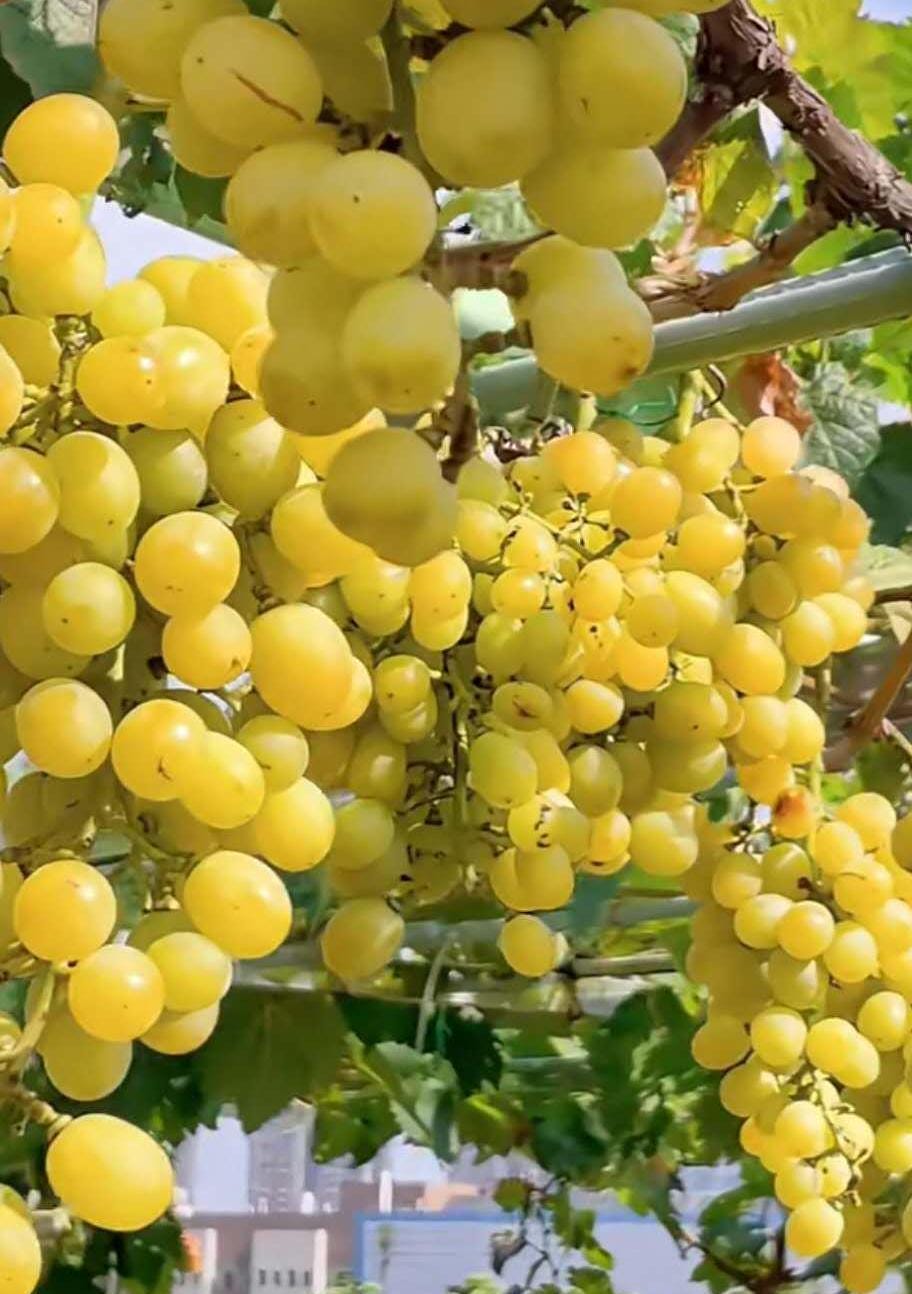 Japanese Grape plant （Shine Muscat Premium ） 晴王麝香葡萄，シャインマスカット, 阳光玫瑰葡萄苗 ，香印青提  2ft tall 5 year old live plant